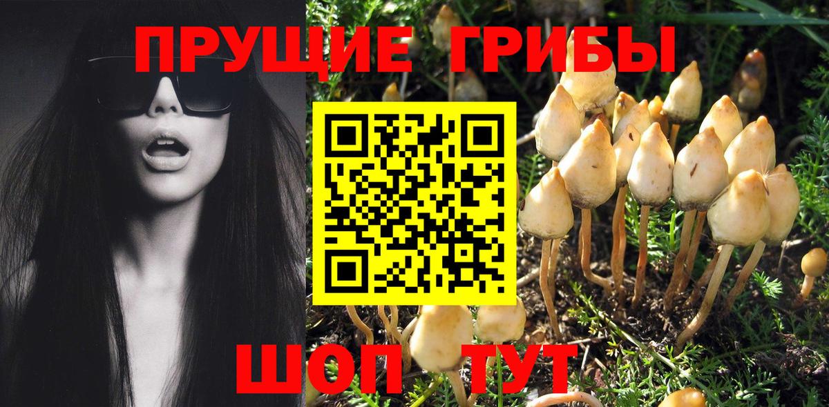 Галлюциногенные грибы Cubensis Дивногорск
